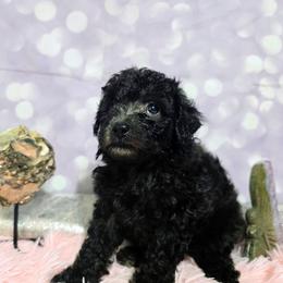 Twilight - Black female Poodle puppy in Neosho, Missouri from Star Light Pups