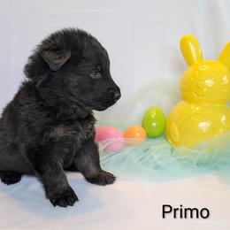 Primo - Sable male German Shepherd puppy in Waterloo, New York from Von Nikolaos German Shepherds