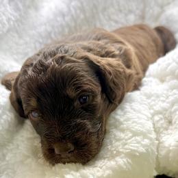 Everest - Chocolate female Assorted Doodle Crosses puppy in Waco, Georgia from Huff Family Doxies & Doodles