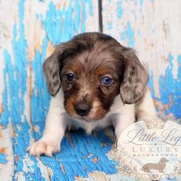 AKC Sage - Dapple male Dachshund puppy in Christiansburg, Virginia from Little Legs Luxury Dachshunds LLC