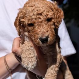 Red Collar - Apricot male Goldendoodle puppy in Olympia, Washington from Sinclairdoodles