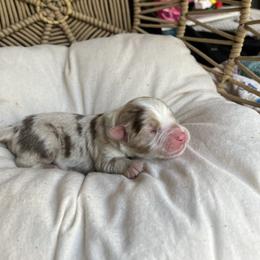 Zeus - Red merle male Australian Shepherd puppy in Grants Pass, Oregon from Carmel Mountain Aussies