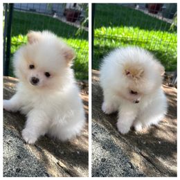 Blk nose - White male Pomeranian puppy in Sonora, California from NorCal Pomeranians