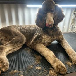 Jazzmyn - Phantom female Poodle puppy in Copperas Cove, Texas from Poodles of Valor