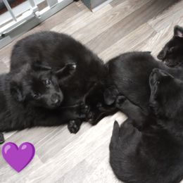 German Shepherd Puppies from Blanchard's Upstate Shepherds