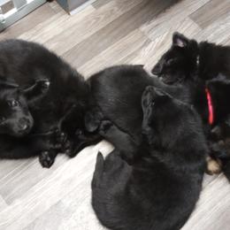 German Shepherd Puppies from Blanchard's Upstate Shepherds