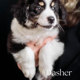 DASHER - Black tri male Miniature American Shepherd puppy in Puyallup, Washington from TRAILS END (FERGI’S) GEMINI