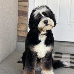 Teddy - Bernedoodle