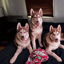 Siberian Husky puppies from Boon Hill Huskies