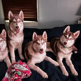 Siberian Husky puppies from Boon Hill Huskies