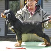 Gordon Setters from Baskerville's