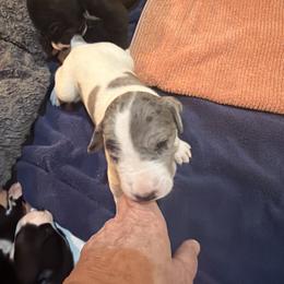 Wyatt Earp - Blue and white male Great Dane puppy in Centennial, Colorado from Vanmar Great Danes of Colorado