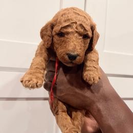 Red - Red  female Goldendoodle puppy in Bakersfield, California from Lavish Doodles