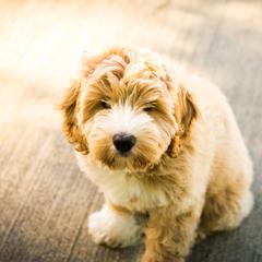 Bernedoodle and Double Doodle Puppies from Cloud Nine Doodles