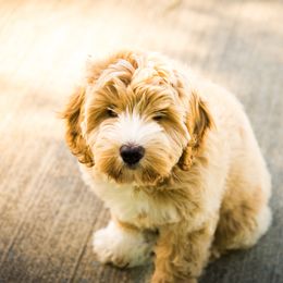 Bernedoodle and Double Doodle Puppies from Cloud Nine Doodles