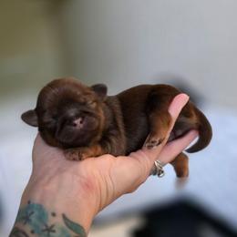 Cordelia - Liver female Shih Tzu puppy in Lancaster, Ohio from Wandering Tzu