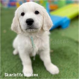 Roz (light blue) - Golden Retriever puppy from Skarlotte Goldens