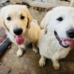 Golden Retriever puppies from Collette's Goldens