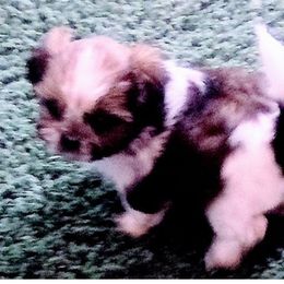 Shichon and Shih Tzu Puppies from Angie’s Teddy Bear Puppies Minnesota