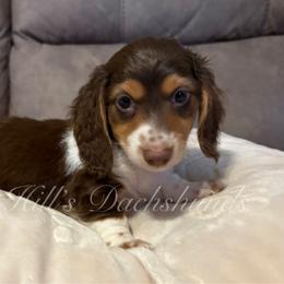 Hollywood - Chocolate and tan male Dachshund puppy in Jonesboro, Illinois from Twin Hills Dachshunds