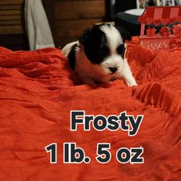 Frosty - White and tan male Maltese puppy in Terrell, Texas from PBJ Farms