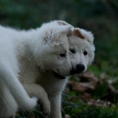Berger Blanc Suisse Puppies from Moro Shepherds