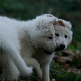 Berger Blanc Suisse Puppies from Moro Shepherds