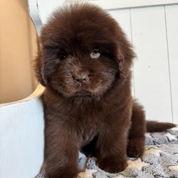 Brownie - Brown female Newfoundland puppy in Nevis, Minnesota from Faithful Acres Newfs
