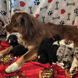 Aussiedoodle and Australian Shepherd Puppies from Annie's Aussies
