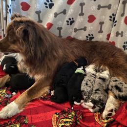 Aussiedoodle and Australian Shepherd Puppies from Annie's Aussies
