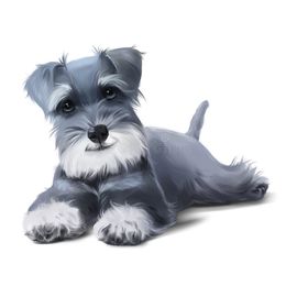 Deedee - Parti female Miniature Schnauzer puppy in Jefferson, Oregon from Whiskey Meadows Miniature Schnauzers