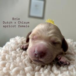 Brie - Apricot female Australian Labradoodle puppy in Chuluota, Florida from Delano Australian Labradoodles