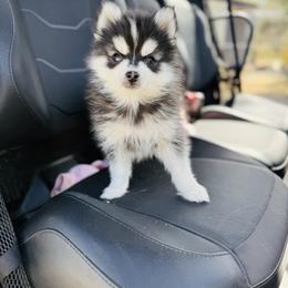 Munster - Black and white male Pomsky puppy in Yavapai County, Arizona from Pawsh Pomskies