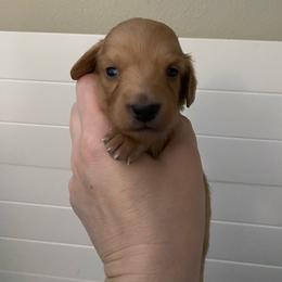 Cider - Red male Dachshund puppy in Wolf Lake, Indiana from Canisteo Dachshunds