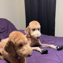 Goldendoodle and Poodle Puppies from Florida Coast Golden Doodles