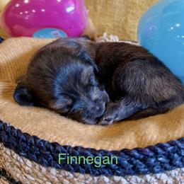 Finnegan - Brindle male Dachshund puppy in Huntington, Arkansas from Rockstar.Weiners