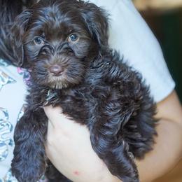 Liberty - Chocolate female Australian Labradoodle puppy in Dawson, Georgia from Still Pond Australian Labradoodles