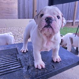 Pepper - White male Bulldog puppy in Brookshire, Texas from Daisy’s Bully Bloom