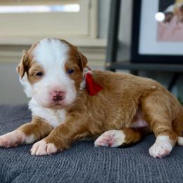Dolly - Red female Bernedoodle puppy in Murray, Utah from Sun Valley Doodles