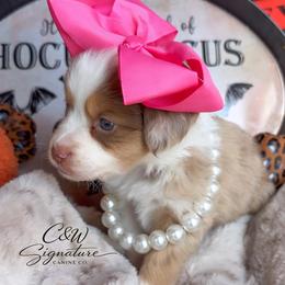 Winnie - Red merle female Toy Australian Shepherd puppy in Kenedy, Texas from C&W Signature Canine Co.