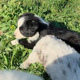 Diego - Black & white male Miniature Australian Shepherd puppy in Leonard, Texas from Tin Roof Aussies