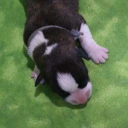 Steel - Brindle and white male Cardigan Welsh Corgi puppy in Livermore, Colorado from Rowe Family
