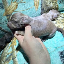 Cream boy - Cream male Dachshund puppy in Umatilla County, Oregon from Divine Dogs