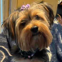 Lacy - Yorkshire Terrier