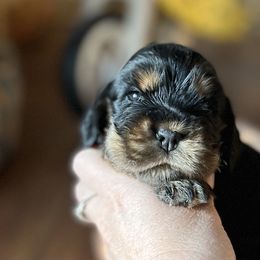 English Cocker Spaniel Puppies from Calypso English Cockers