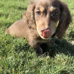 Dachshund Puppies from Lone Star Dachshunds