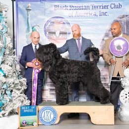 Black Russian Terrier All Grown Up from KGB-BRT