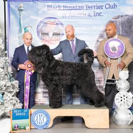 Black Russian Terrier All Grown Up from KGB-BRT