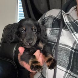 Maggie AKC 9wks 2.5lbs - Black and tan female Dachshund puppy in Magnolia, Texas from J&R Macias Dachshunds