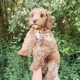 Dolce - Apricot female Goldendoodle puppy in Atlanta, Georgia from Cedarcrest Goldendoodles